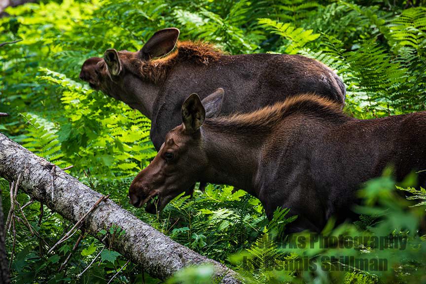 Twin Moose Calves - Quebec