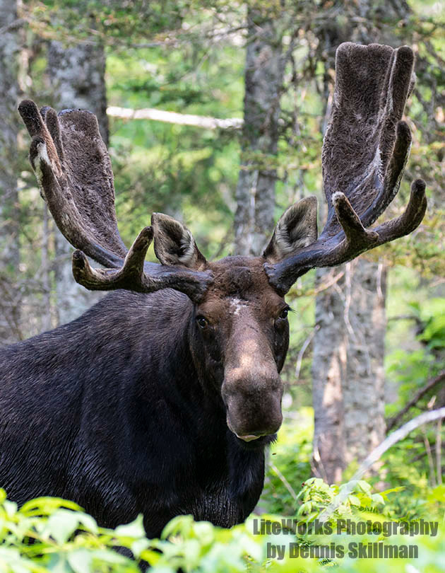 Bull Moose - Chic-Choc Mountains, Quebec