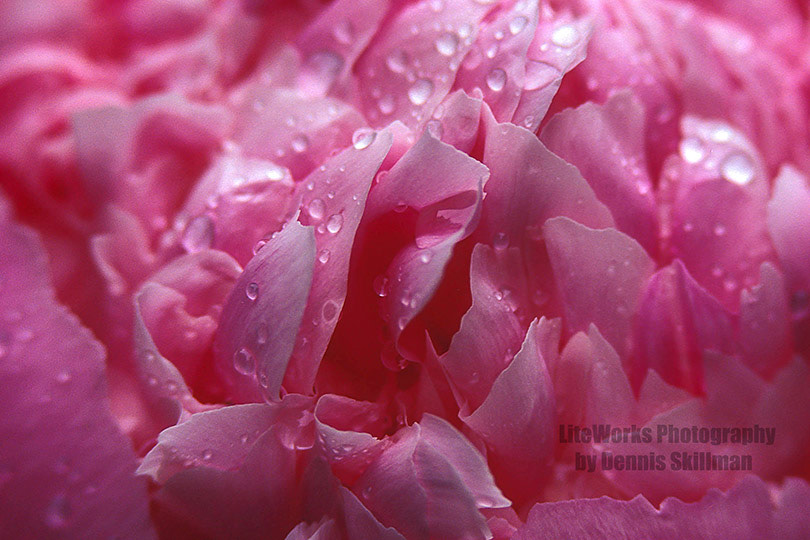 PinkPeony1