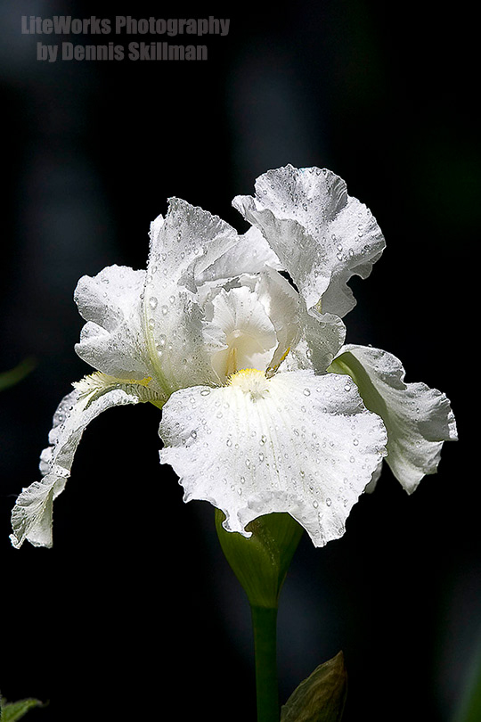 White Iris