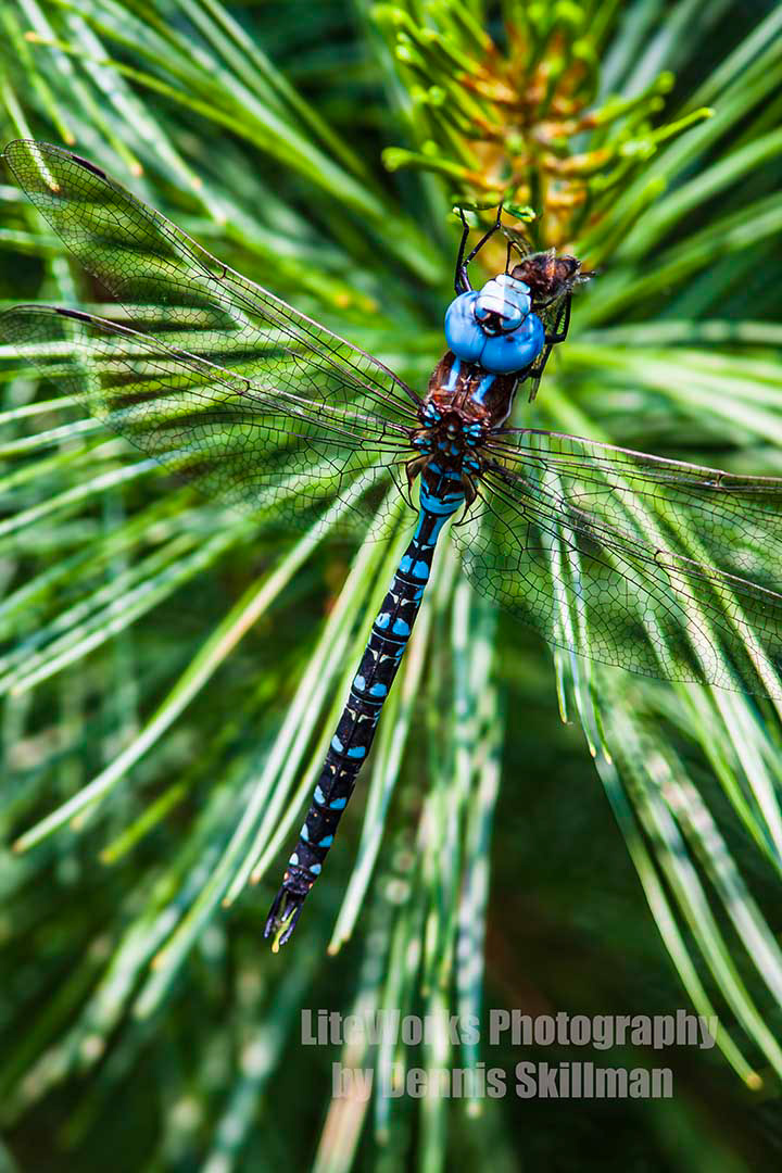 Spatterdock Darner