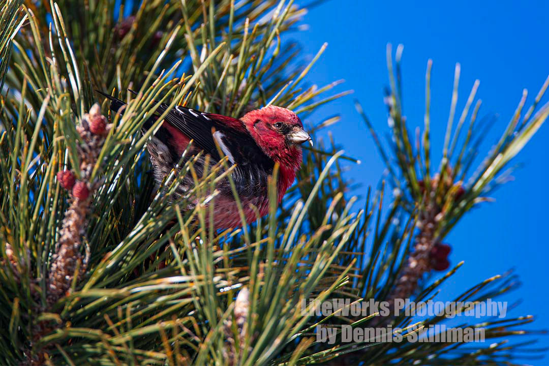 White-winged Crossbill