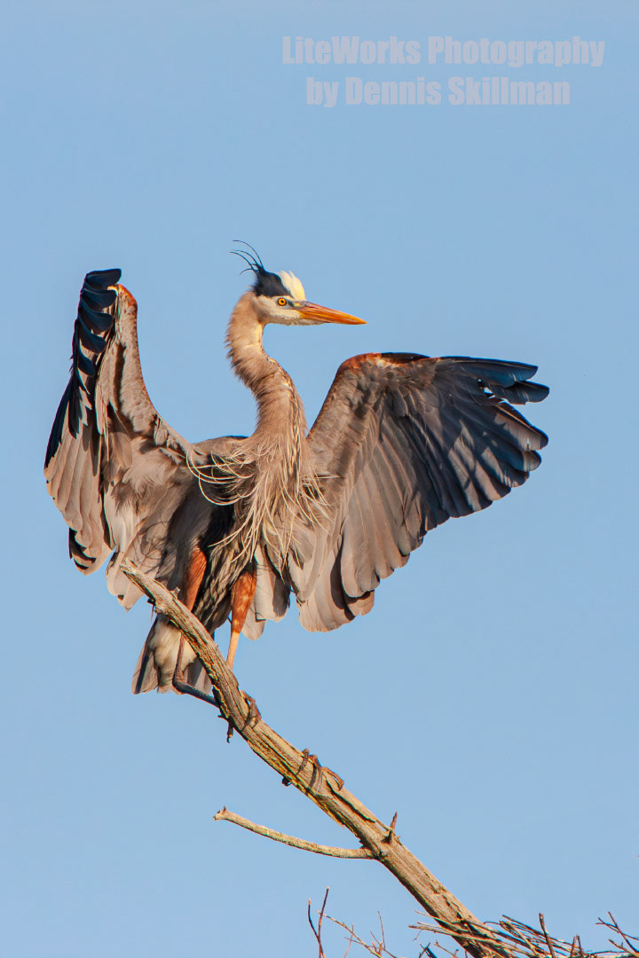 Great Blue Heron - 1
