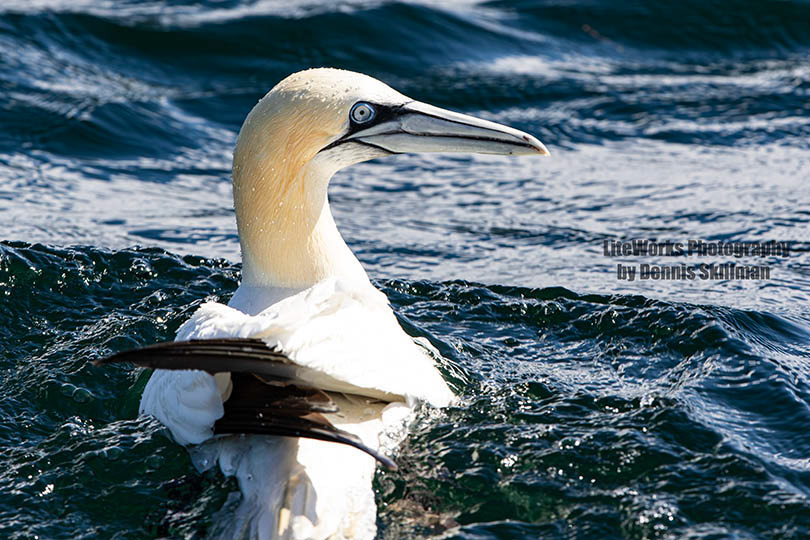 Northern Gannet