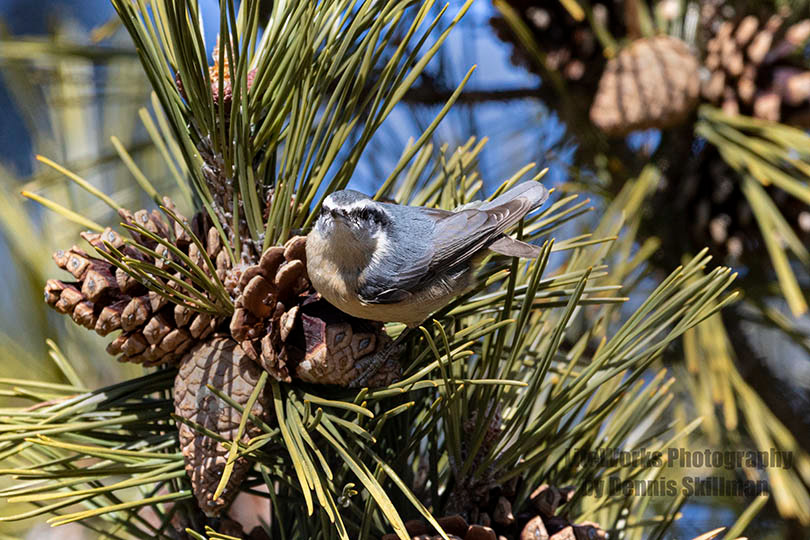 Red-Breasted Nuthatch