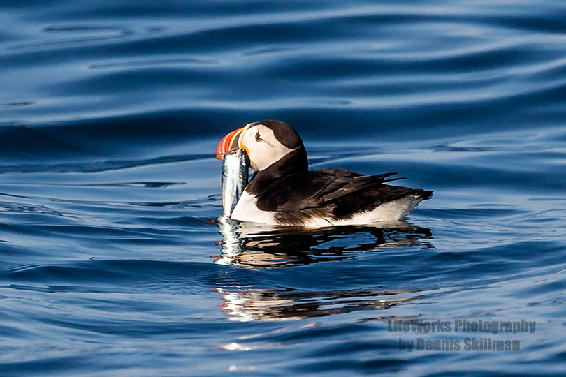 Atlantic Puffin