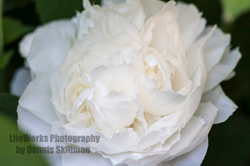 White Peony