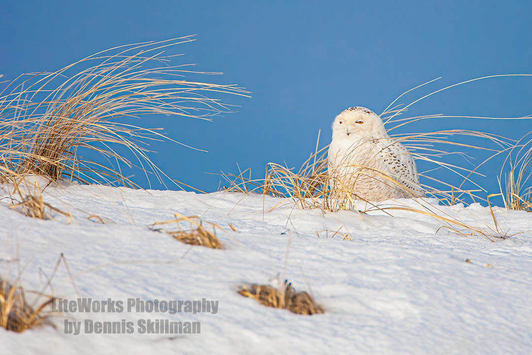 Snowy Owl - Salisbury Beach SP