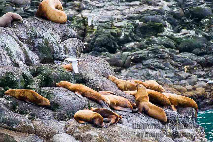 Steller Sea Lions - Alaska