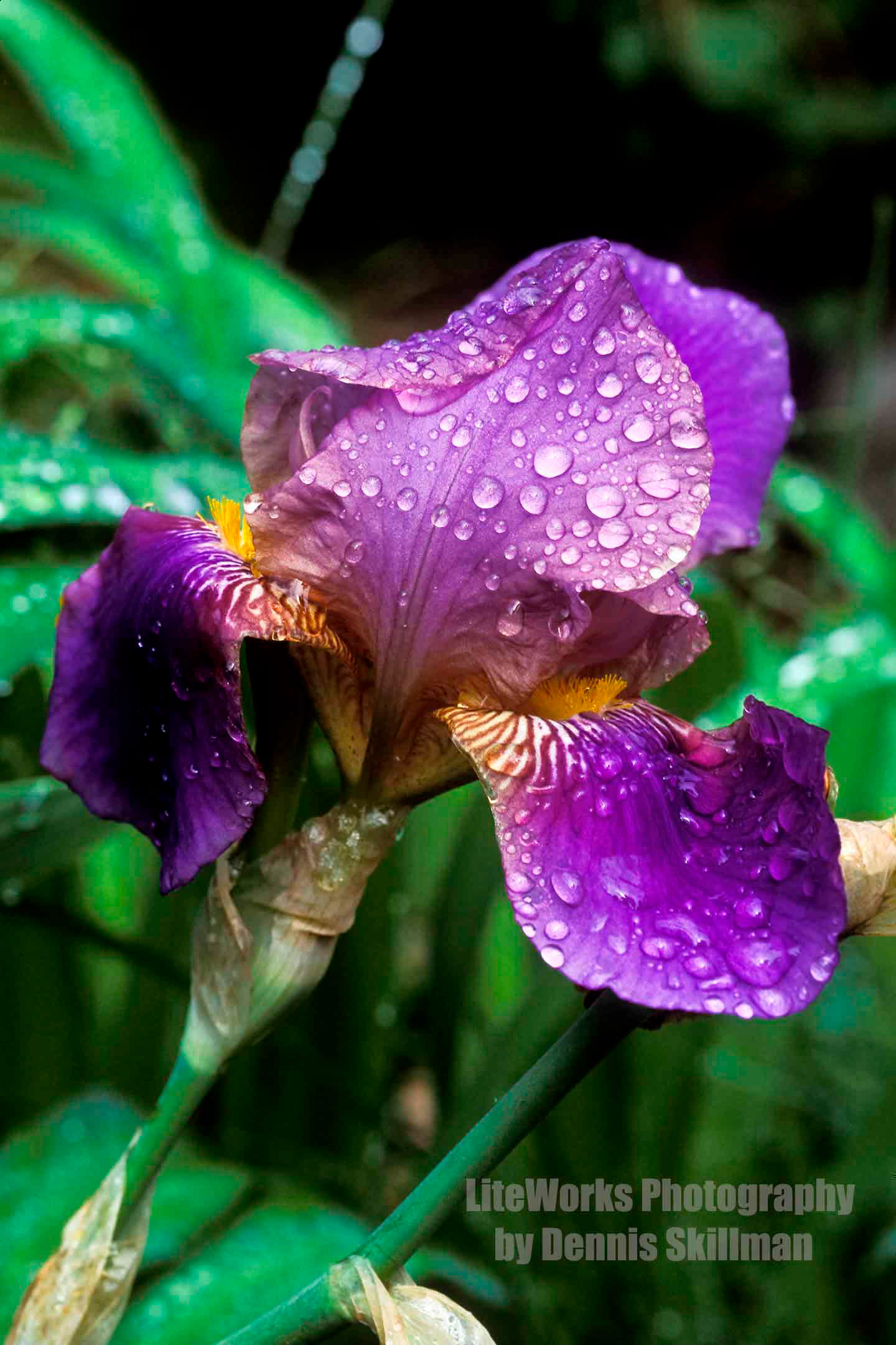 Purple Iris
