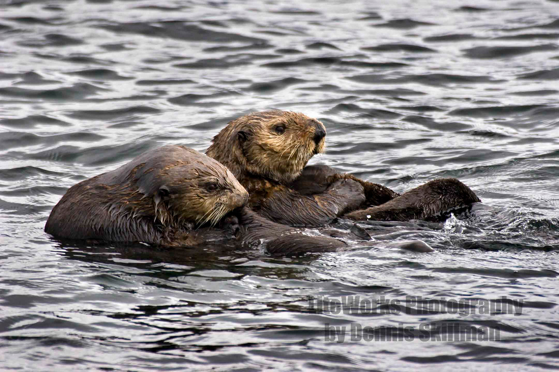 Sea Otters - Alaska