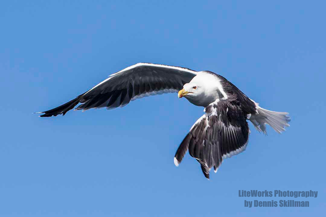 Great Black-backed Gull