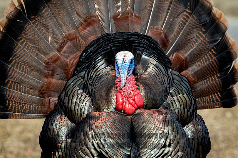 Wild Turkey