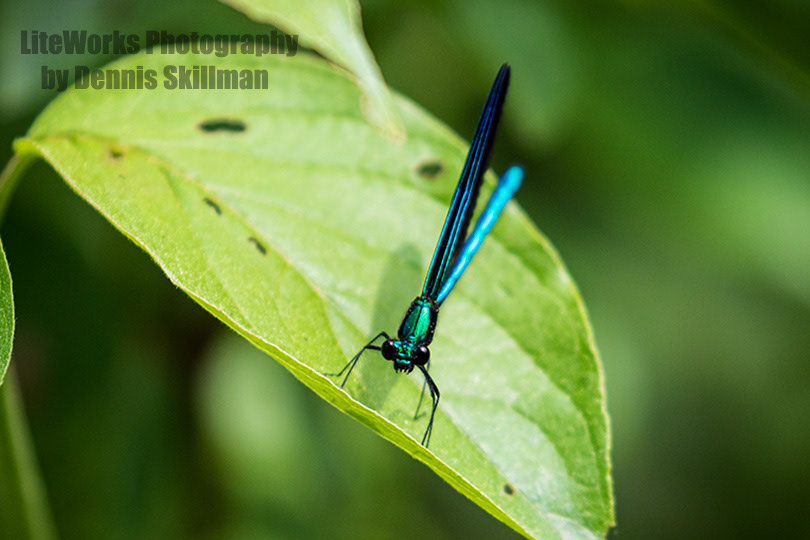 Ebony Jewel-wing Damselfly