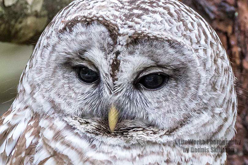 Barred Owl Eyes