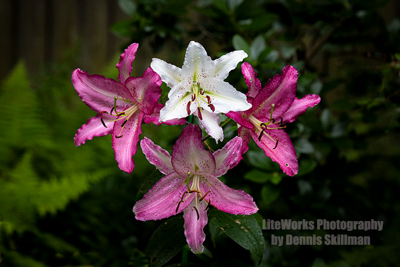 Asiatic Lilies 1