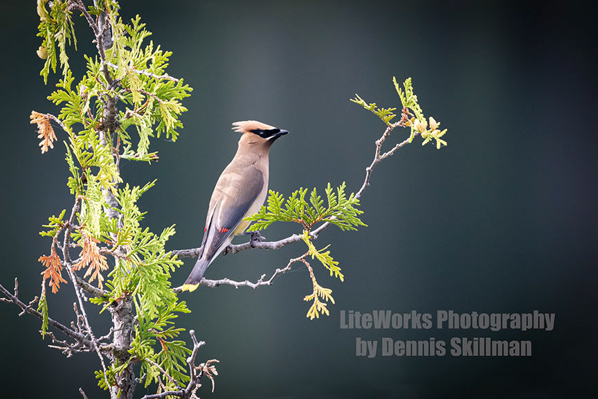 Cedar Waxwing - Baxter State Park, Maine