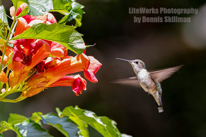 Ruby-throated Hummingbird at Trumpet Vine
