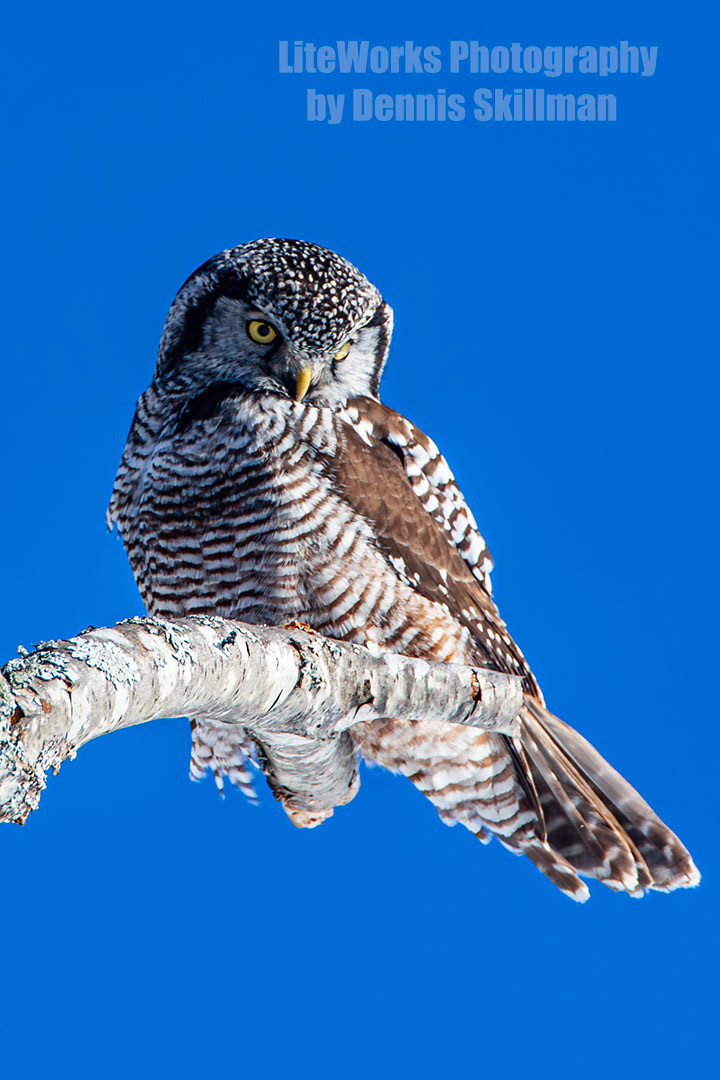 Northern Hawk Owl - NH