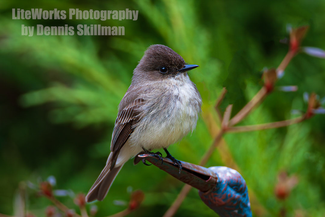 Eastern Phoebe on Lawn Ornament