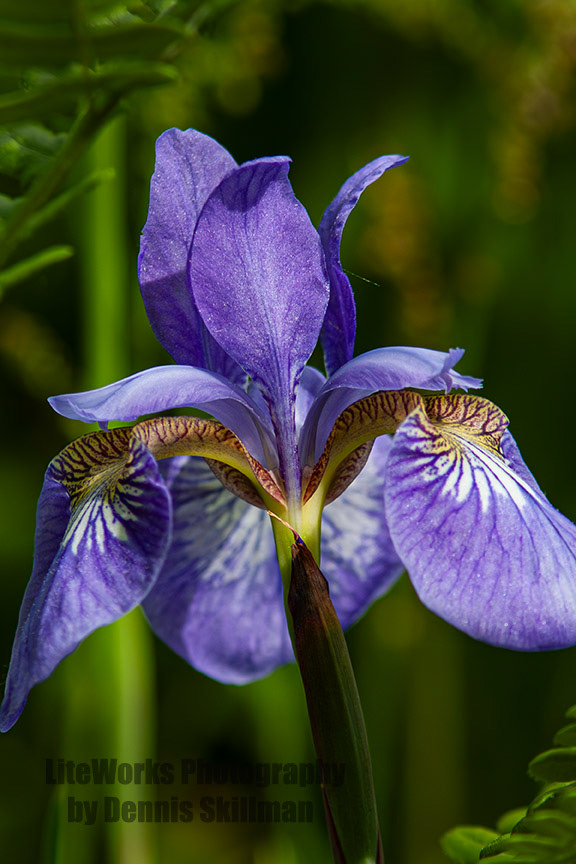 Wild Iris