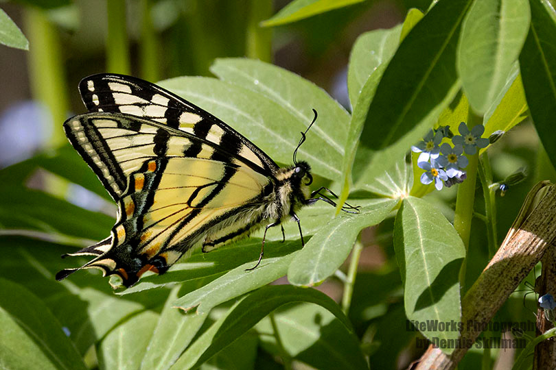 Canadian Tiger Swallowtail Butterfly