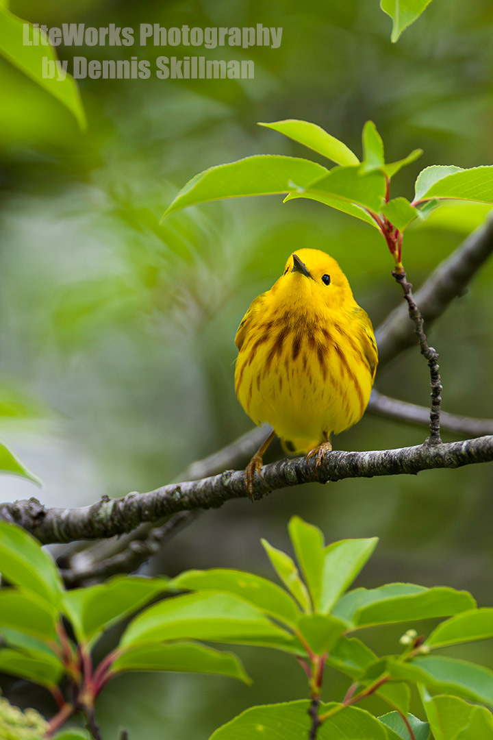 Yellow Warbler