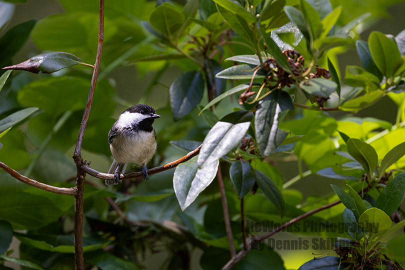 Black-capped Chickadee