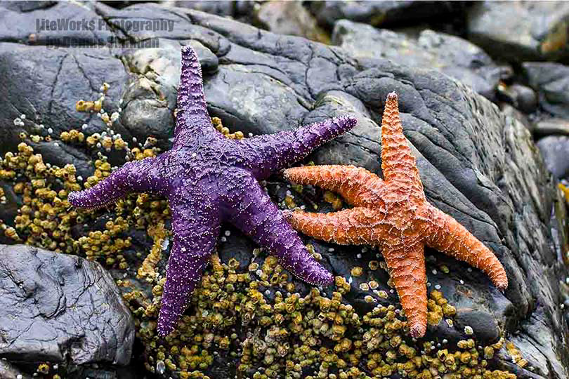 Ochre Starfish - Alaska