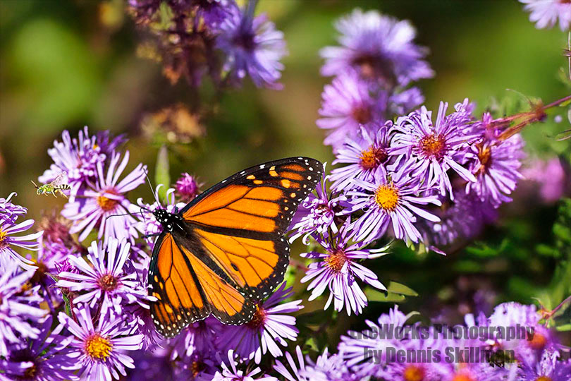 Monarch Butterfly on Wild Asters