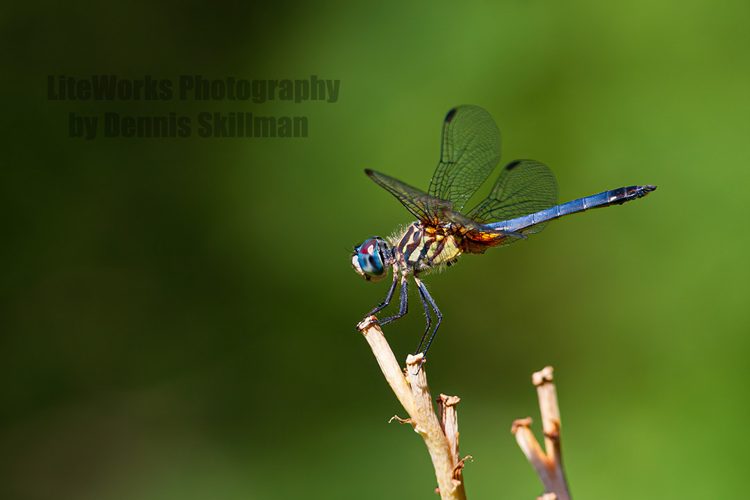 Blue Dasher Dragonfly