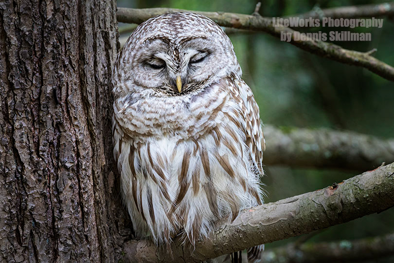 Barred Owl Sleeping