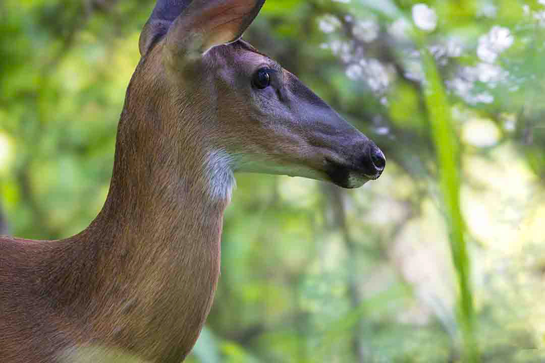 White-tailed Deer2