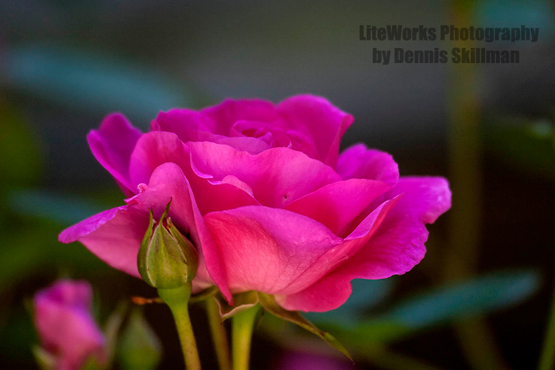 RedRose1