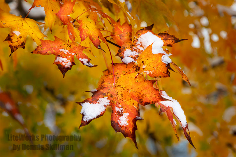 Early Snow