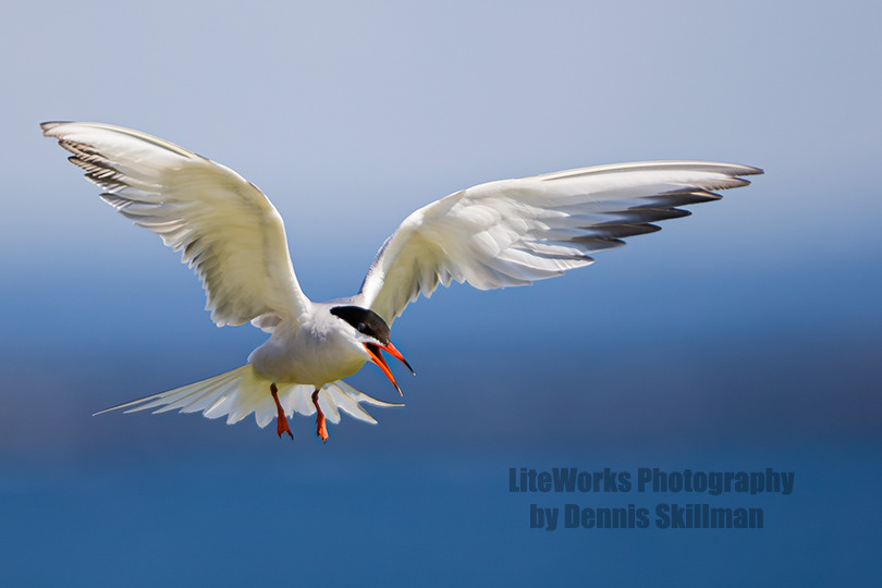 Common Tern, Isles of Shoals, NH
