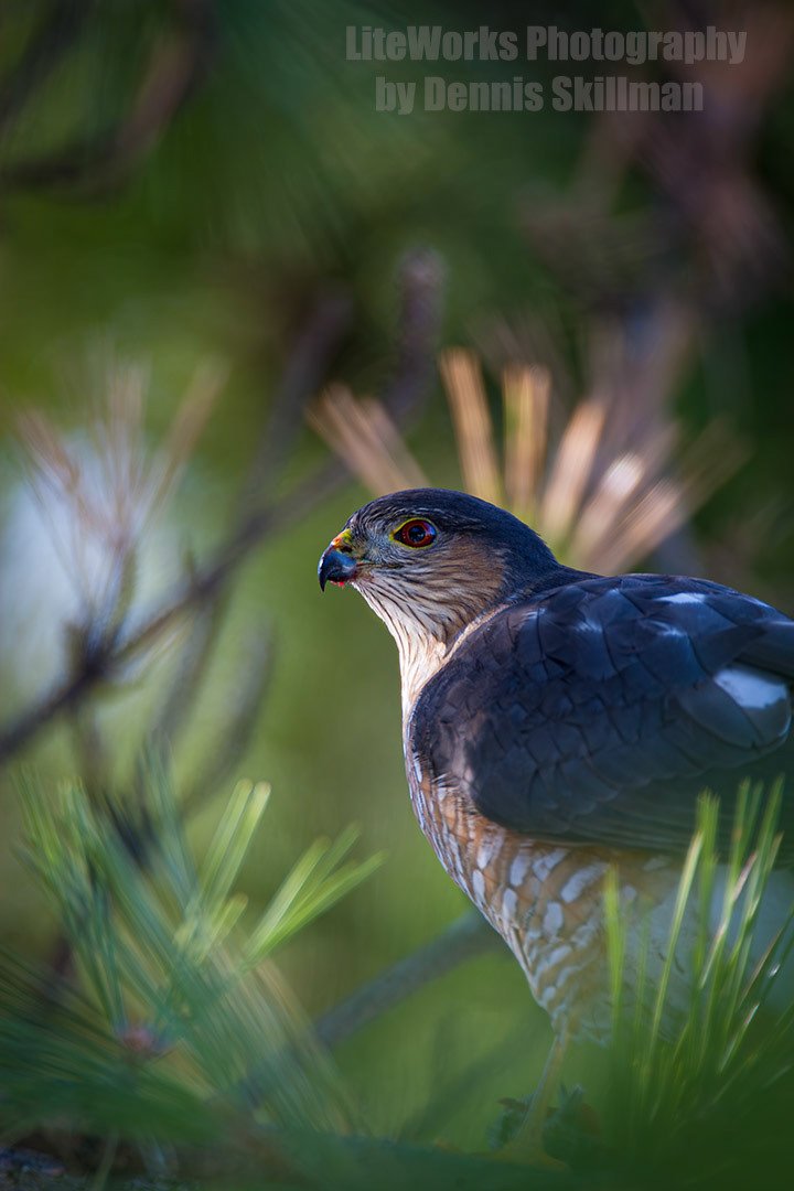 Sharp-Shinned Hawk
