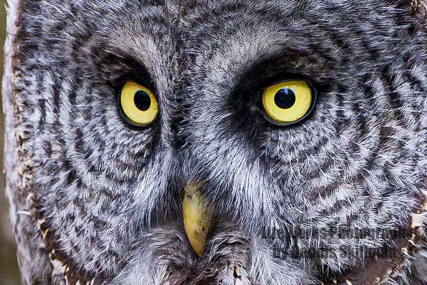 Great Gray Owl Eyes
