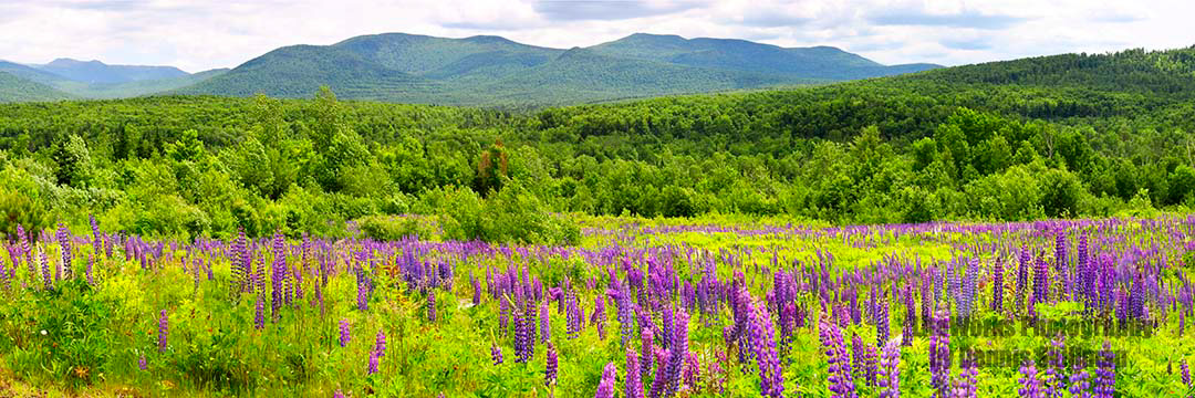 Field of Lupine, Jefferson NH