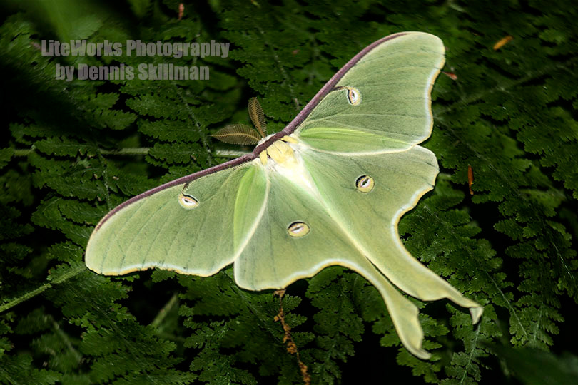 Luna Moth