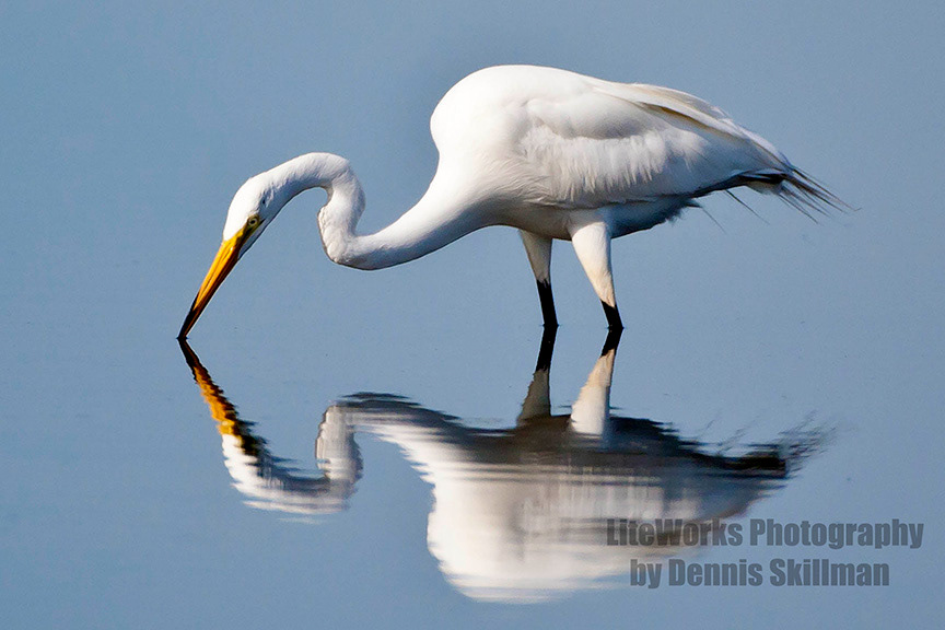 Great Egret - Plum Island