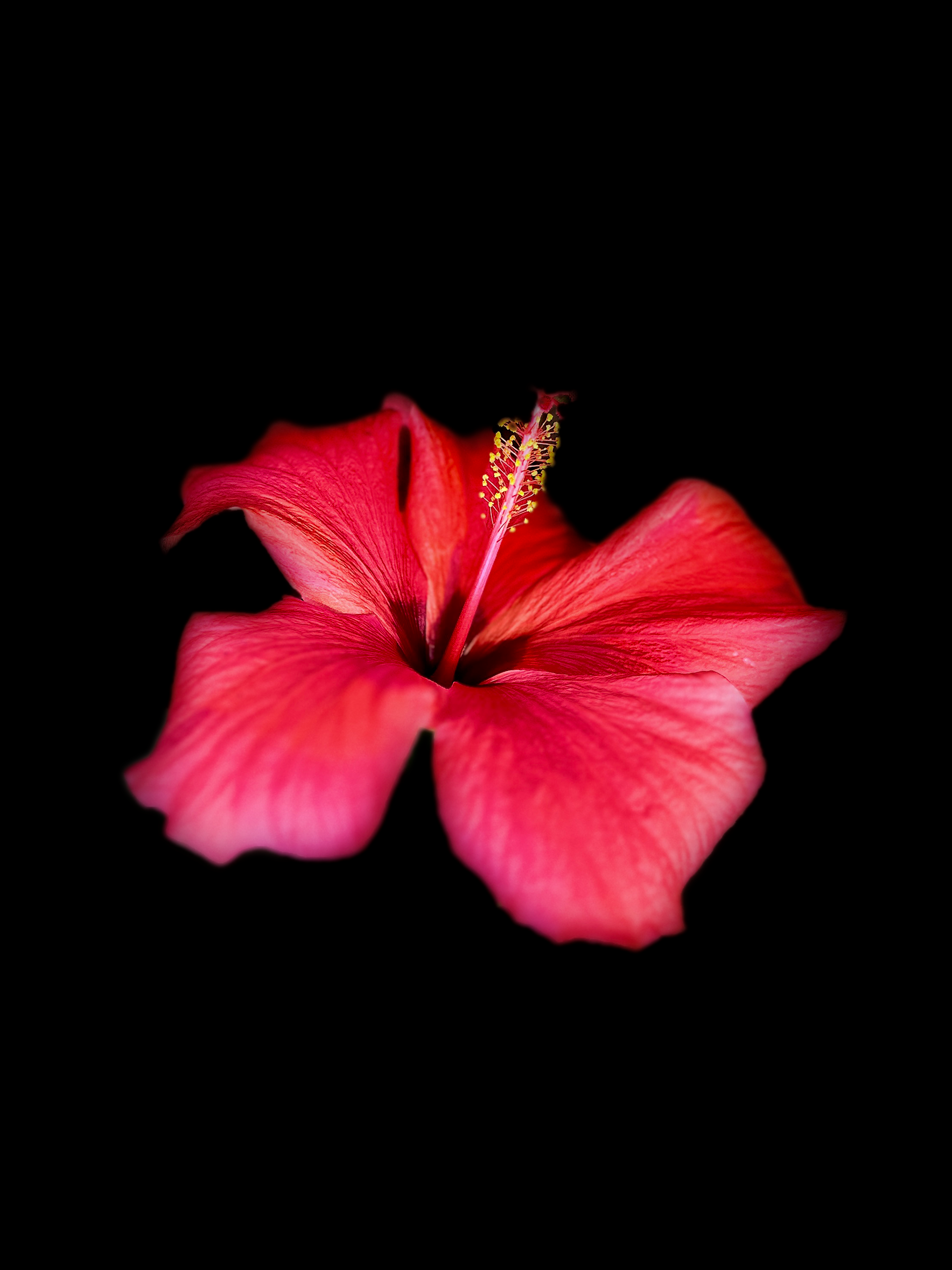 Hibiscus