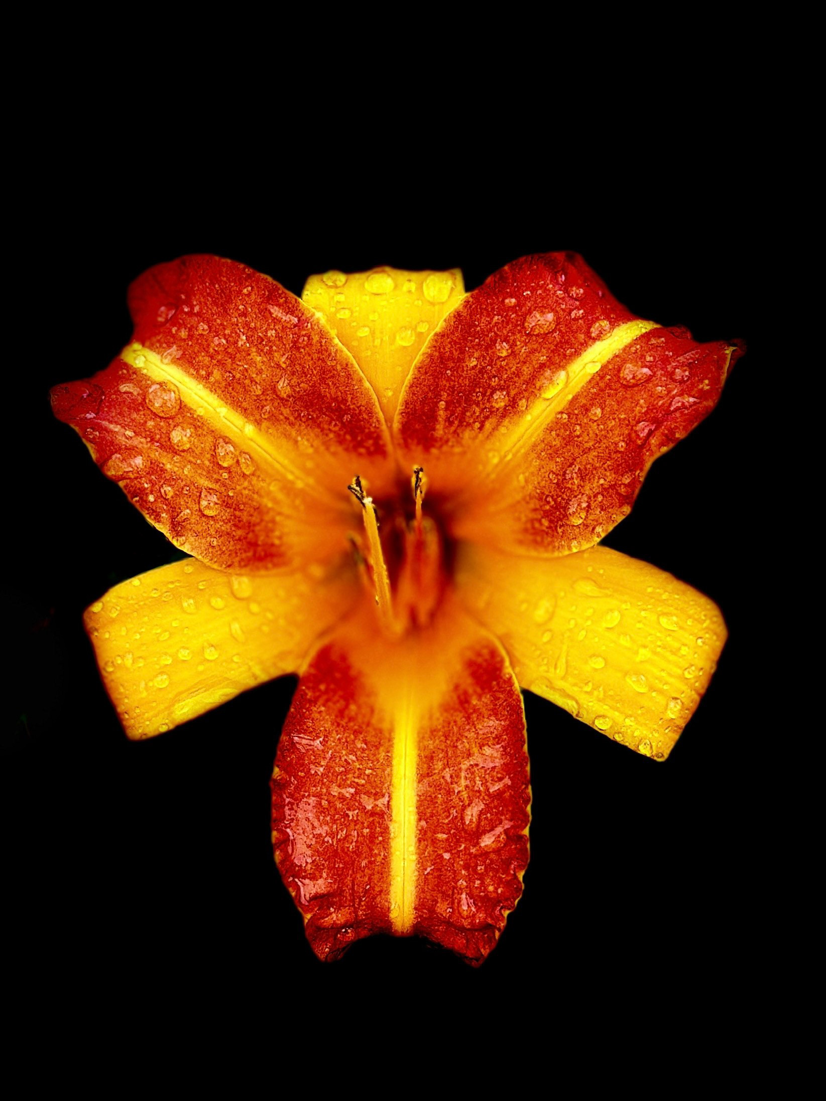 Hemerocallis