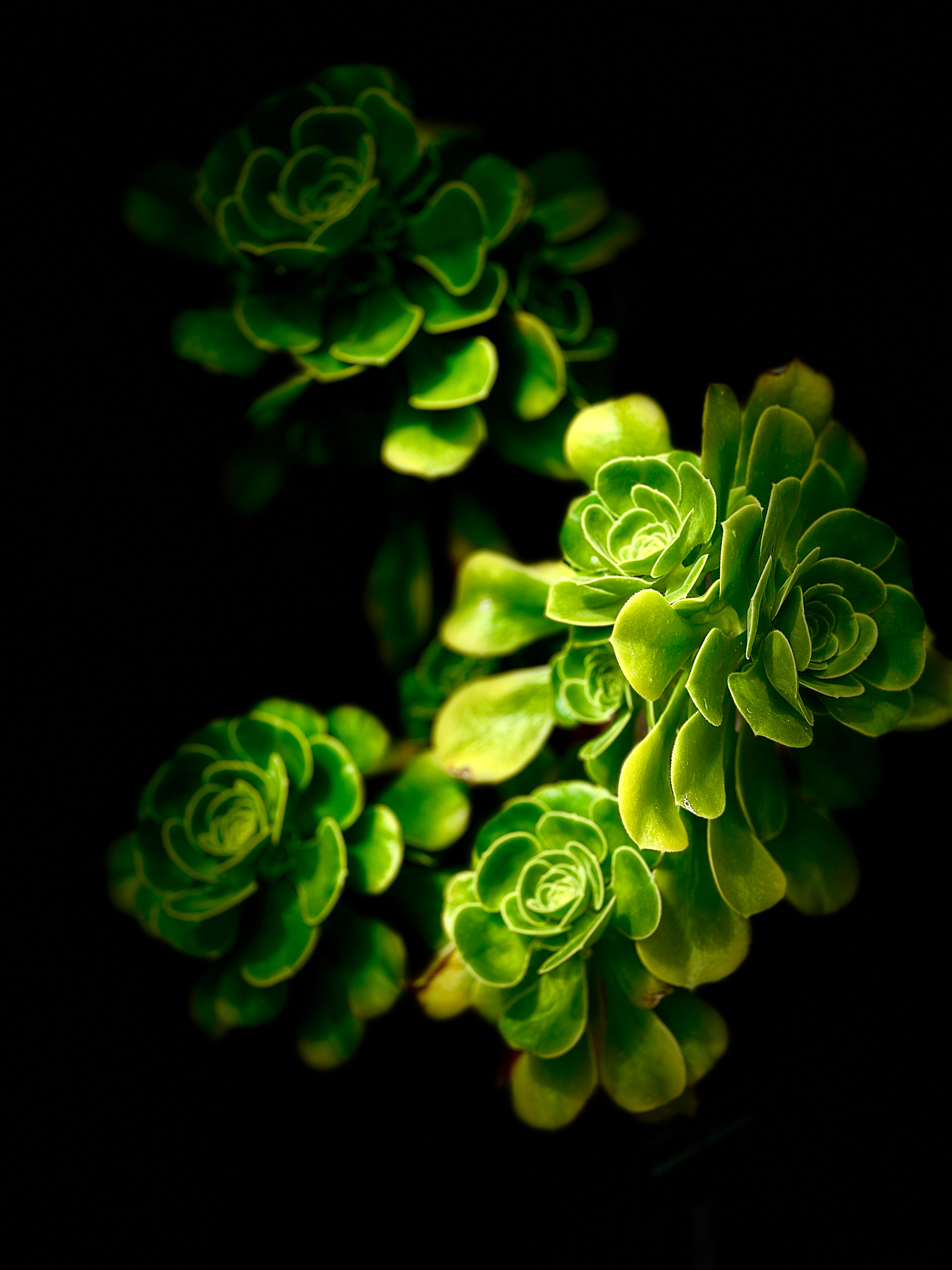 Aeonium