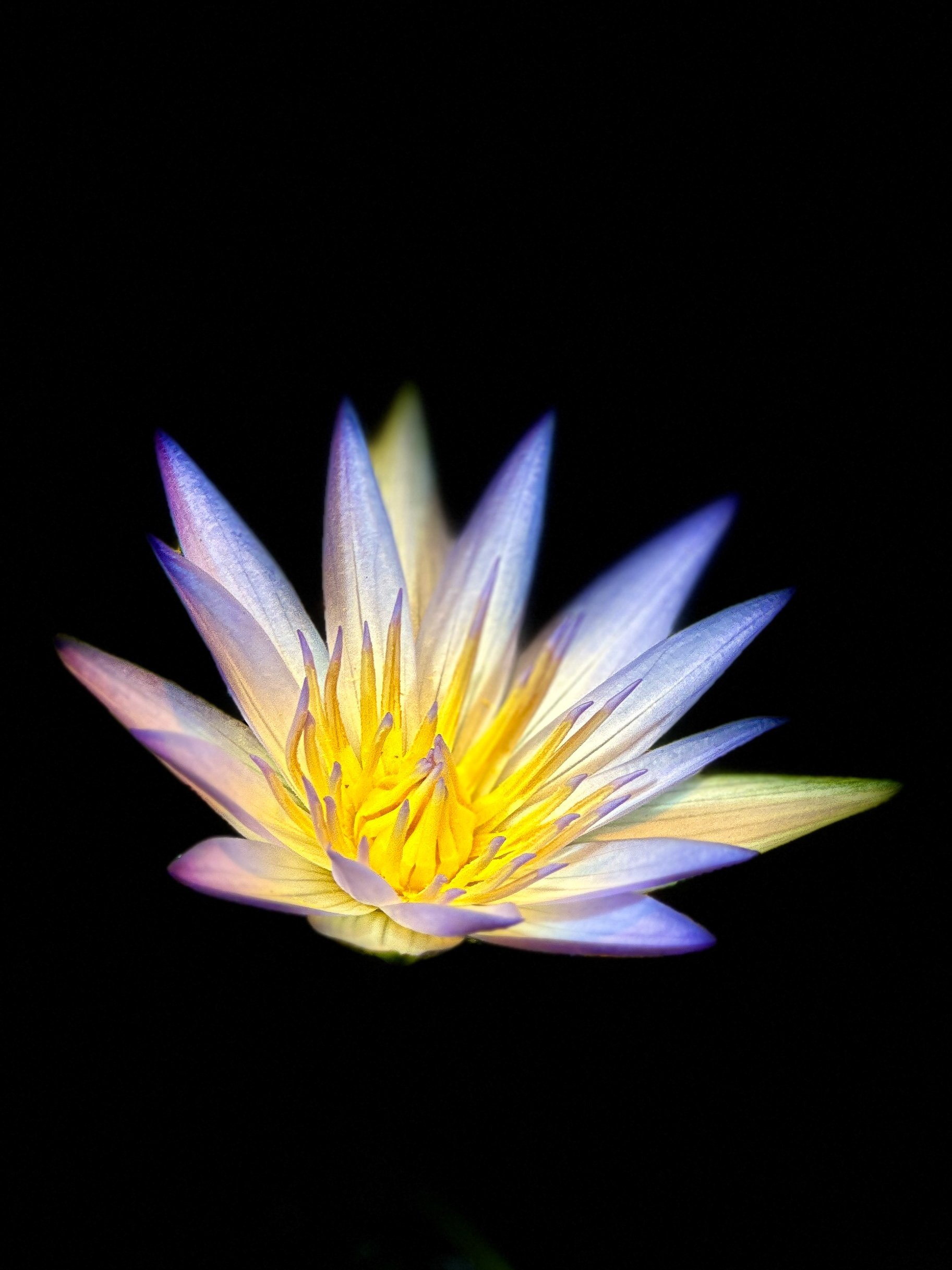 Nymphaea Nouchali var. Carulea