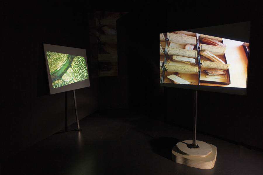 Especímenes. Video HD - 2 canales. 2017