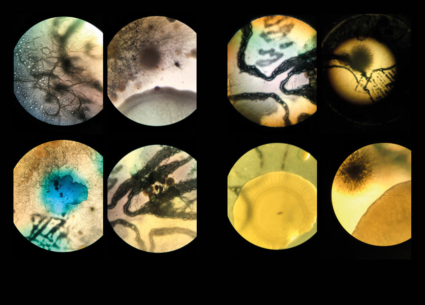 Colonies (Serie). Cultivo de bacterias sobre imagenes del Archivo de Indias. 2017