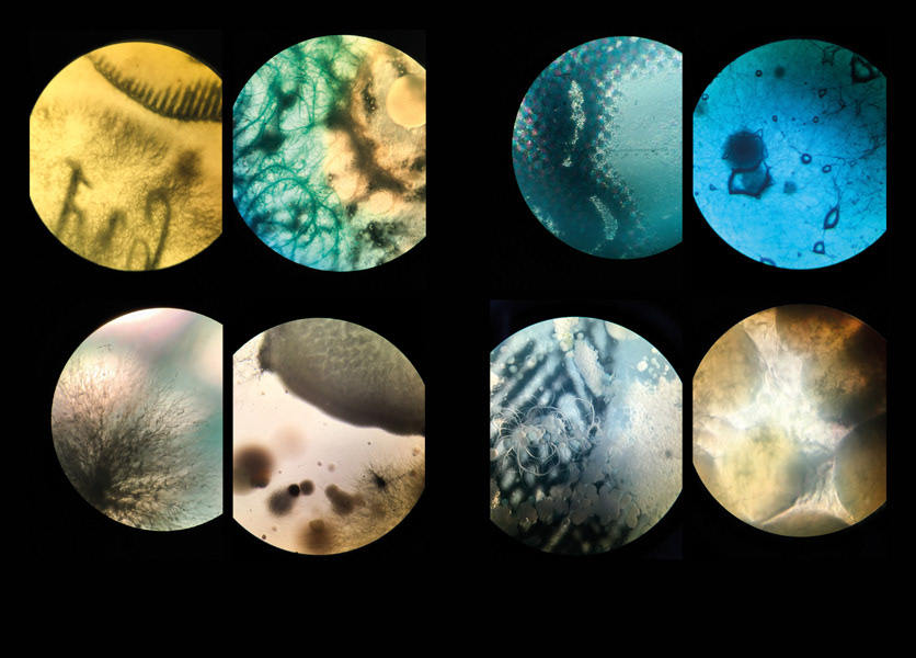 Colonies (Serie). Cultivo de bacterias sobre imagenes del Archivo de Indias. 2017