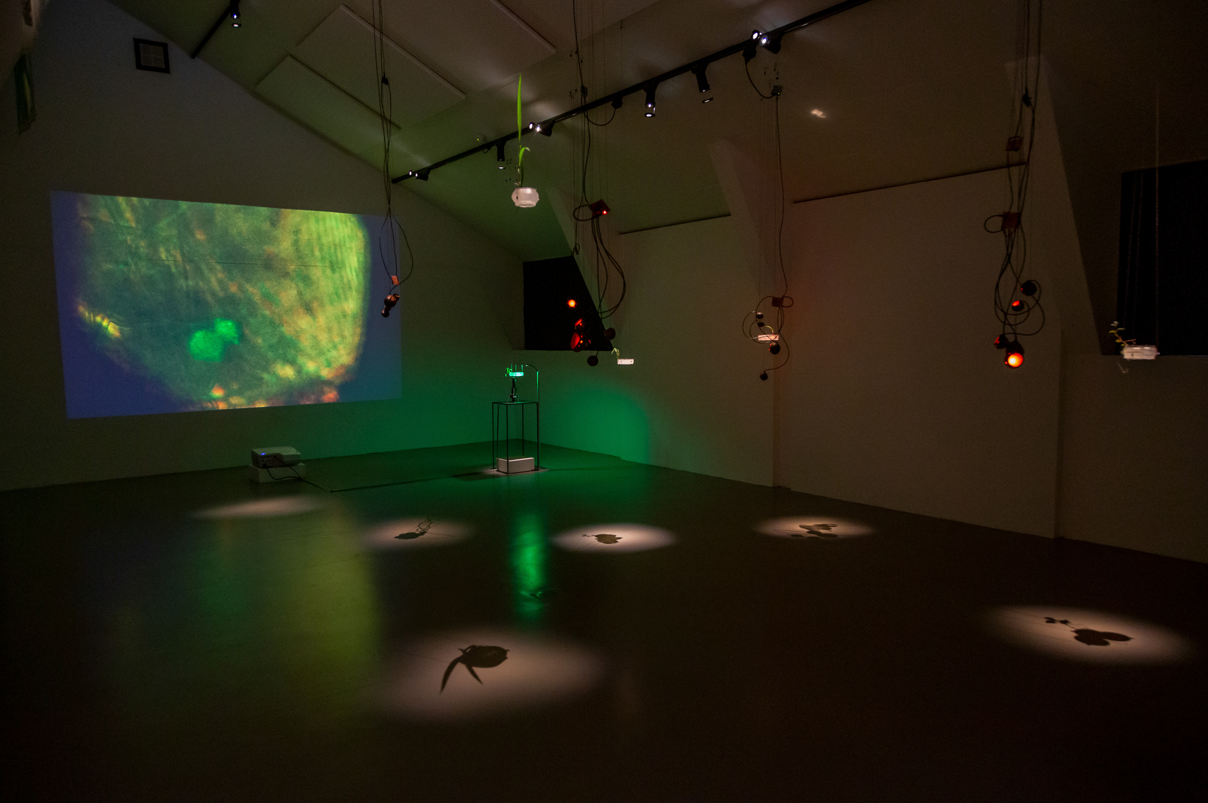 Myco Resilience Fiction'. Instalación escultórica, sonora y audiovisual en MuséeL Universidad Católica de Lovaina. 2022 - Bélgica