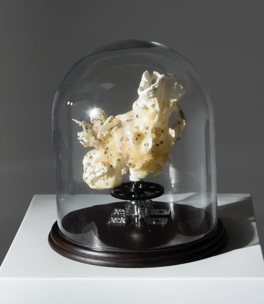 Megatherium. Impresión 3D, Cultivo de Bacterias. 2017